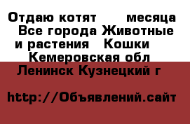 Отдаю котят. 1,5 месяца - Все города Животные и растения » Кошки   . Кемеровская обл.,Ленинск-Кузнецкий г.